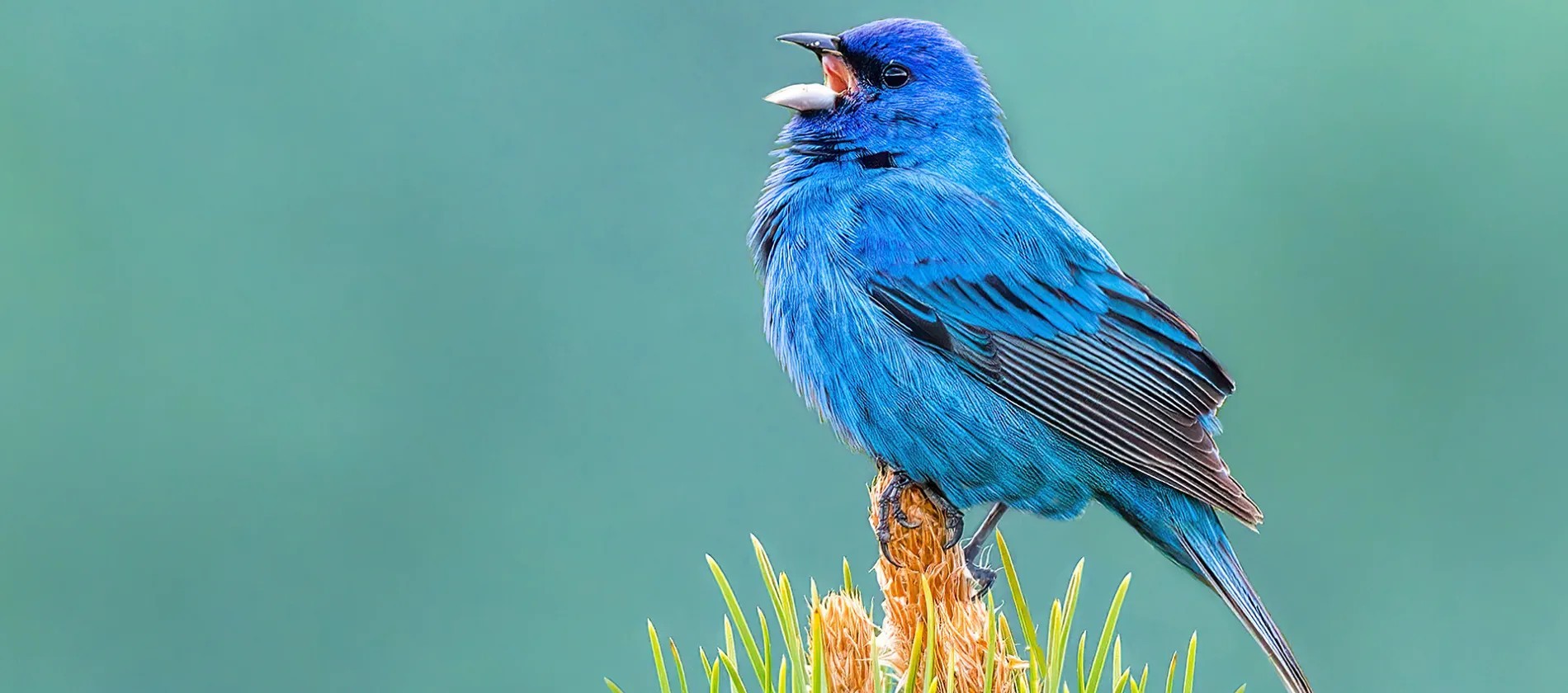 Modern Eşitmə Cihazı